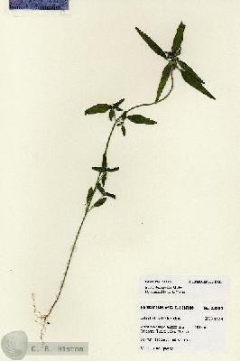 URN_catalog_HBHinton_herbarium_28195.jpg.jpg