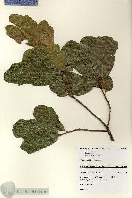 URN_catalog_HBHinton_herbarium_28202.jpg.jpg