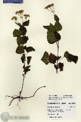 URN_catalog_HBHinton_herbarium_28209.jpg.jpg