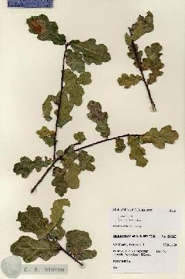 URN_catalog_HBHinton_herbarium_28213.jpg.jpg
