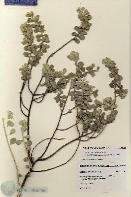 URN_catalog_HBHinton_herbarium_28218.jpg.jpg