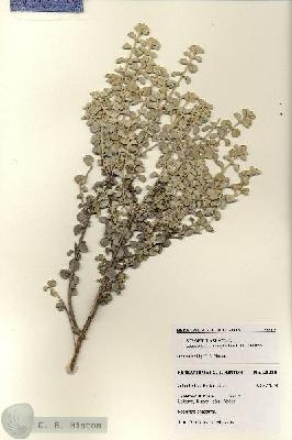 URN_catalog_HBHinton_herbarium_28219.jpg.jpg