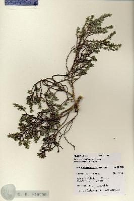 URN_catalog_HBHinton_herbarium_28222.jpg.jpg