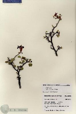 URN_catalog_HBHinton_herbarium_28278.jpg.jpg