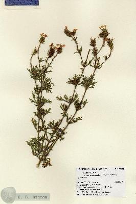 URN_catalog_HBHinton_herbarium_28285.jpg.jpg