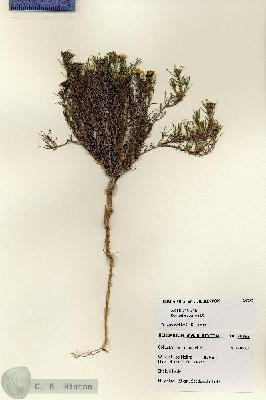 URN_catalog_HBHinton_herbarium_28393.jpg.jpg
