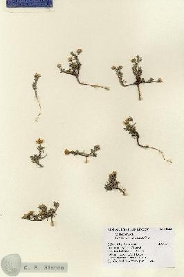 URN_catalog_HBHinton_herbarium_28288.jpg.jpg