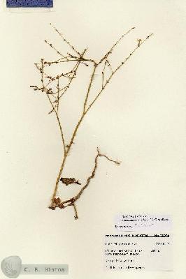 URN_catalog_HBHinton_herbarium_28296.jpg.jpg