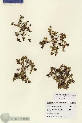 URN_catalog_HBHinton_herbarium_28299.jpg.jpg