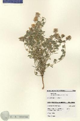 URN_catalog_HBHinton_herbarium_28304.jpg.jpg