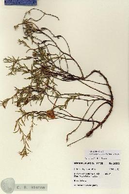 URN_catalog_HBHinton_herbarium_28305.jpg.jpg