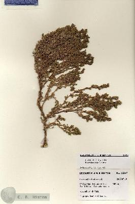 URN_catalog_HBHinton_herbarium_28367.jpg.jpg