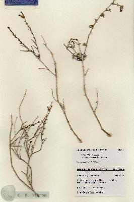 URN_catalog_HBHinton_herbarium_28349.jpg.jpg