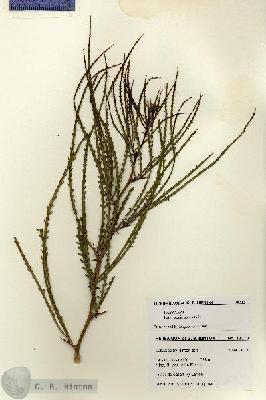 URN_catalog_HBHinton_herbarium_28313.jpg.jpg