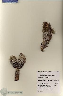 URN_catalog_HBHinton_herbarium_28350.jpg.jpg