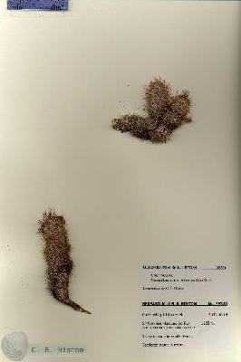URN_catalog_HBHinton_herbarium_28351.jpg.jpg