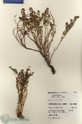 URN_catalog_HBHinton_herbarium_28354.jpg.jpg