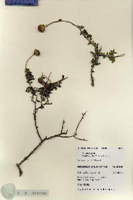 URN_catalog_HBHinton_herbarium_28394.jpg.jpg
