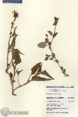 URN_catalog_HBHinton_herbarium_28374.jpg.jpg