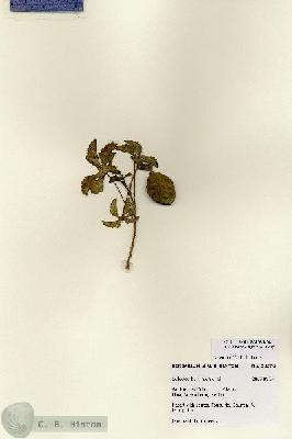 URN_catalog_HBHinton_herbarium_28376.jpg.jpg