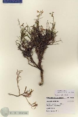 URN_catalog_HBHinton_herbarium_28404.jpg.jpg