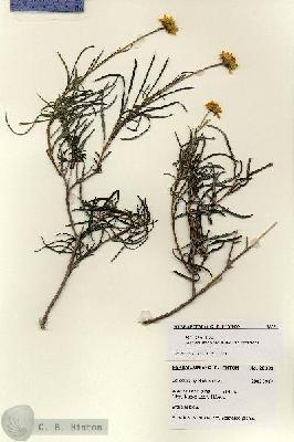URN_catalog_HBHinton_herbarium_28391.jpg.jpg