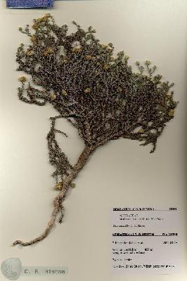 URN_catalog_HBHinton_herbarium_28398.jpg.jpg