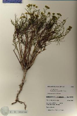 URN_catalog_HBHinton_herbarium_28406.jpg.jpg