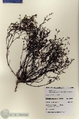 URN_catalog_HBHinton_herbarium_28407.jpg.jpg