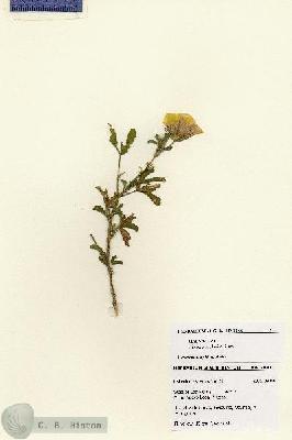 URN_catalog_HBHinton_herbarium_28411.jpg.jpg