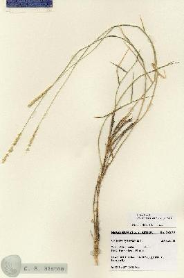 URN_catalog_HBHinton_herbarium_28379.jpg.jpg