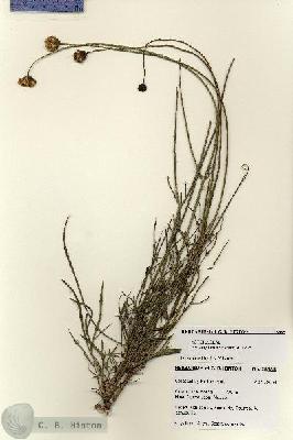 URN_catalog_HBHinton_herbarium_28385.jpg.jpg