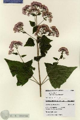 URN_catalog_HBHinton_herbarium_28564.jpg.jpg