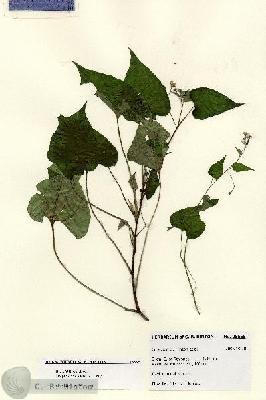 URN_catalog_HBHinton_herbarium_28565.jpg.jpg