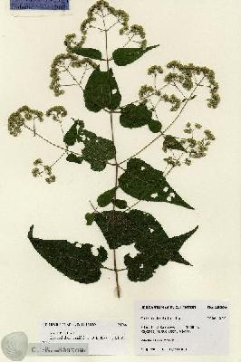 URN_catalog_HBHinton_herbarium_28566.jpg.jpg