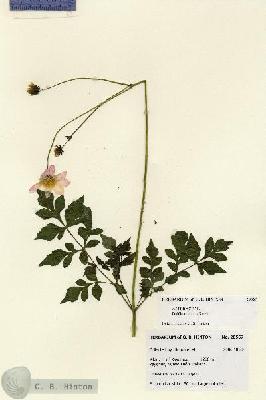 URN_catalog_HBHinton_herbarium_28567.jpg.jpg