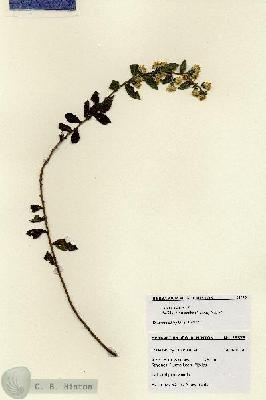 URN_catalog_HBHinton_herbarium_28573.jpg.jpg