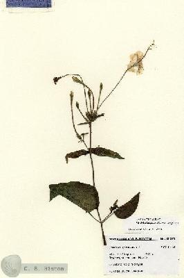 URN_catalog_HBHinton_herbarium_28577.jpg.jpg