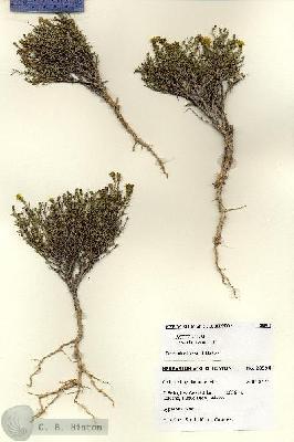 URN_catalog_HBHinton_herbarium_28594.jpg.jpg