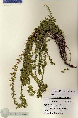 URN_catalog_HBHinton_herbarium_28581.jpg.jpg