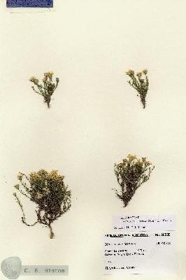URN_catalog_HBHinton_herbarium_28585.jpg.jpg