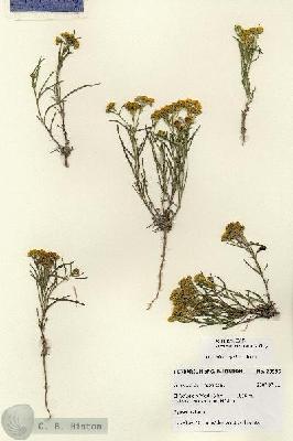 URN_catalog_HBHinton_herbarium_28596.jpg.jpg