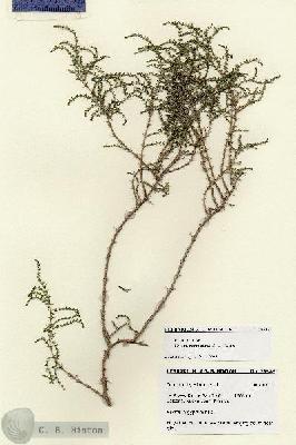URN_catalog_HBHinton_herbarium_28586.jpg.jpg