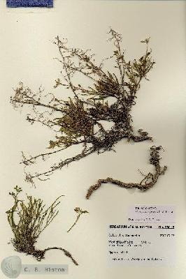 URN_catalog_HBHinton_herbarium_28615.jpg.jpg