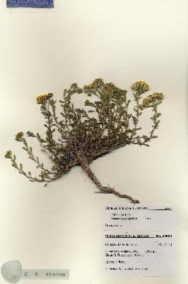 URN_catalog_HBHinton_herbarium_28599.jpg.jpg