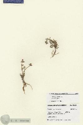URN_catalog_HBHinton_herbarium_28601.jpg.jpg