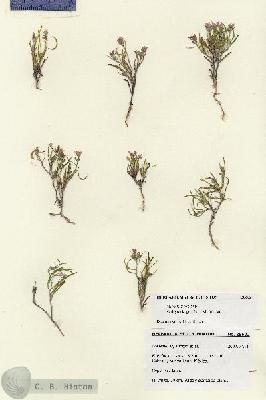 URN_catalog_HBHinton_herbarium_28602.jpg.jpg