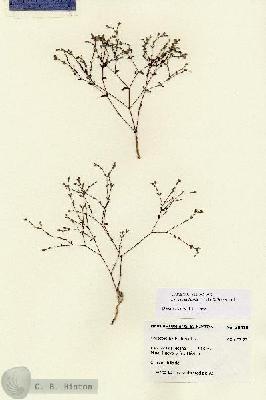 URN_catalog_HBHinton_herbarium_28618.jpg.jpg