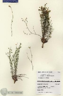 URN_catalog_HBHinton_herbarium_28606.jpg.jpg
