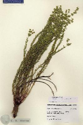 URN_catalog_HBHinton_herbarium_28609.jpg.jpg